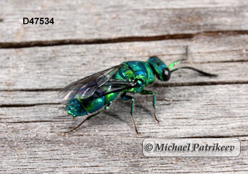 Chrysis nitidula complex